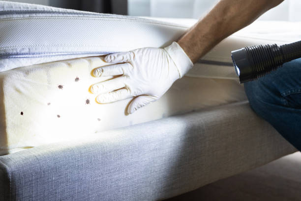 Best Spider Control Near Me  in Santa Ana, CA