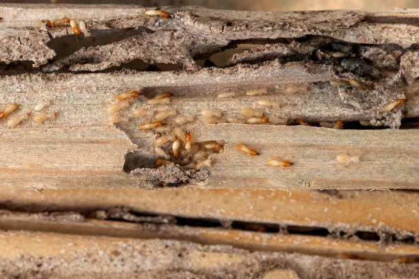 Best Local Pest Control Services  in Santa Ana, CA